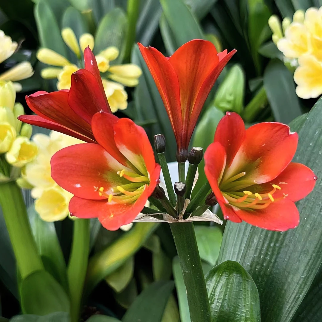 君子兰【黑金刚小苗】稀有品种6-9片叶四季常青花卉室内绿植盆栽