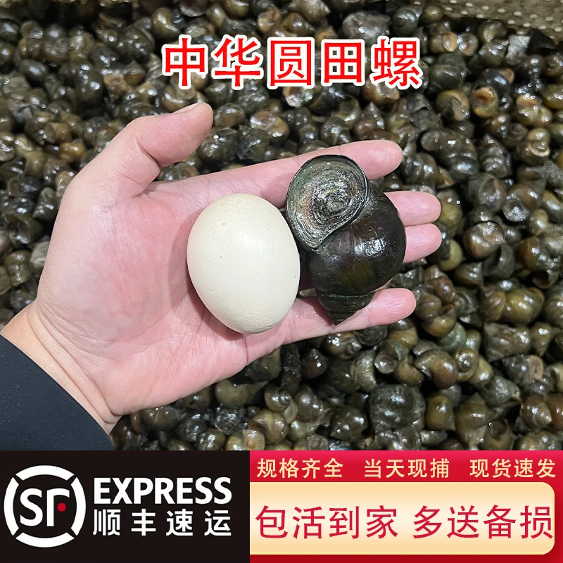 顺丰包邮稻田大田螺新鲜清水鲜活大田螺活体大号螺蛳超大田螺精品