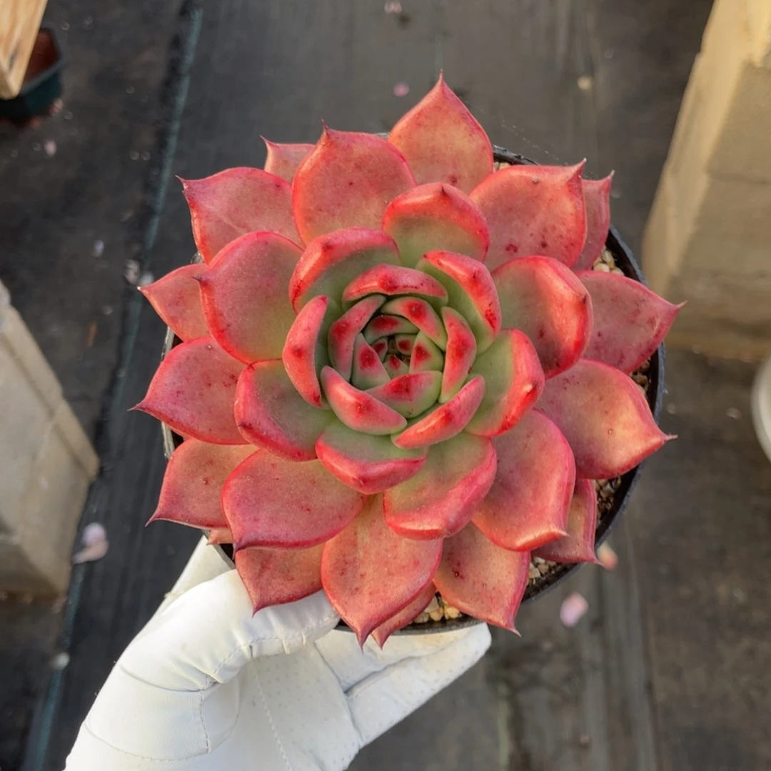 贝拉红钻一物一拍