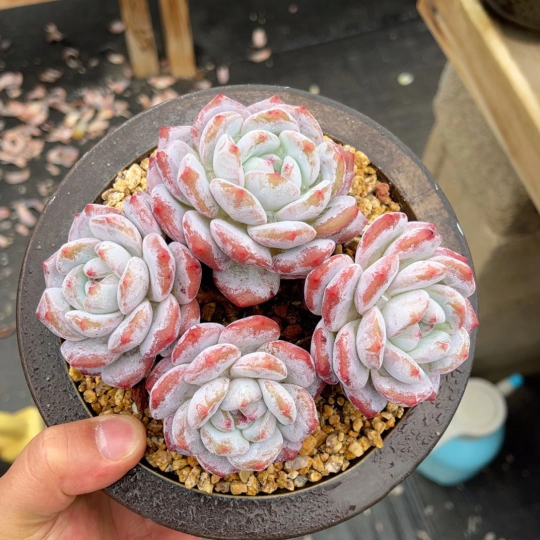 老桩韩橙一物一拍