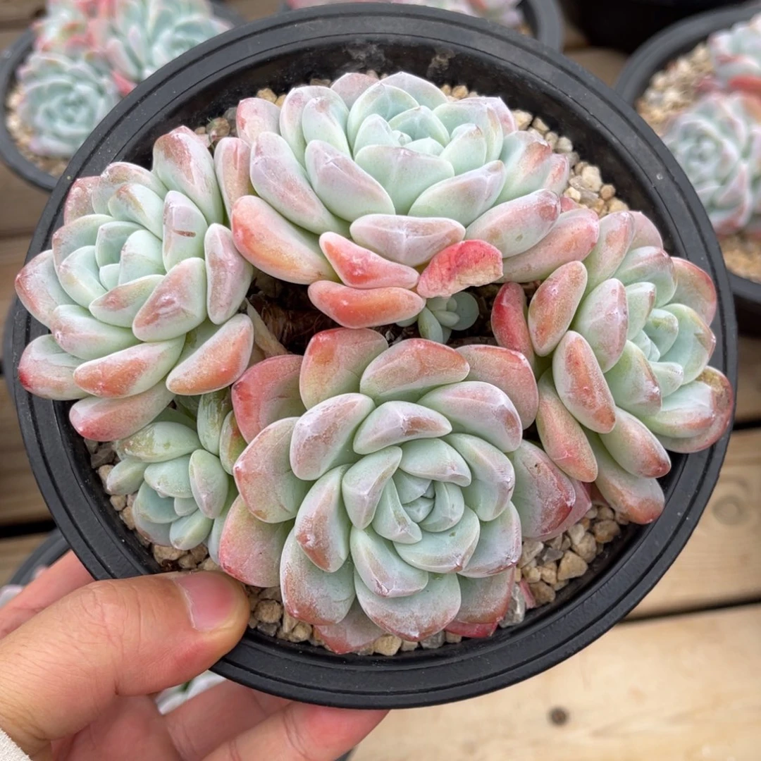 老桩冰玉一物一拍