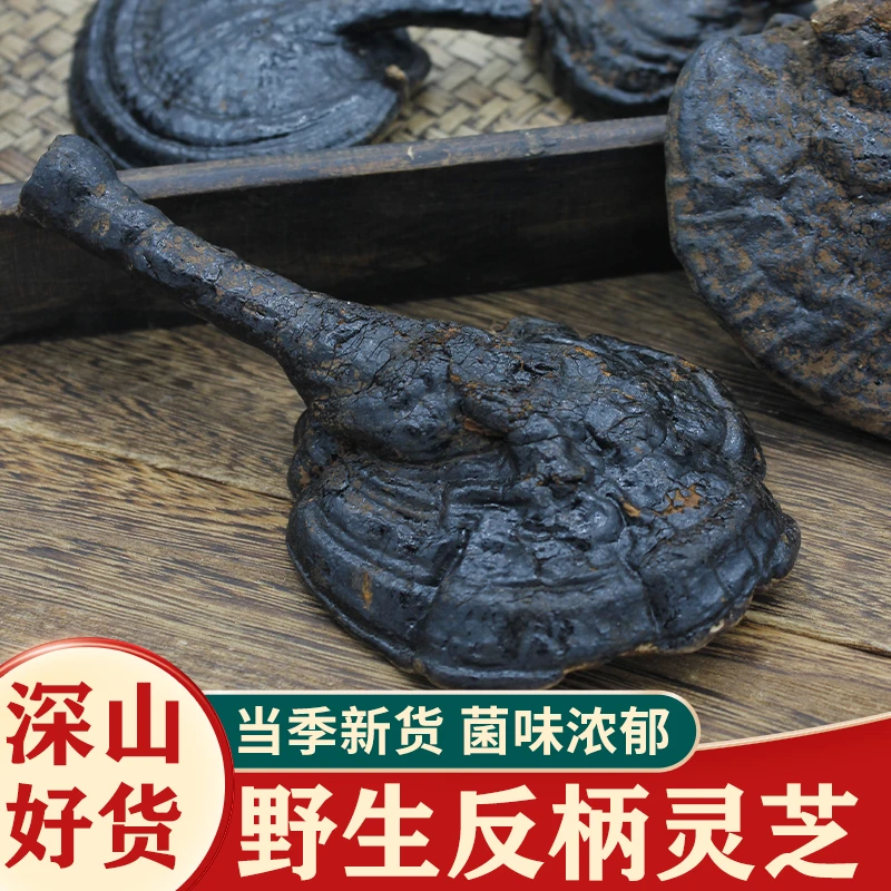 云南深山反柄黑灵芝250克500克包邮可泡水煲汤泡酒