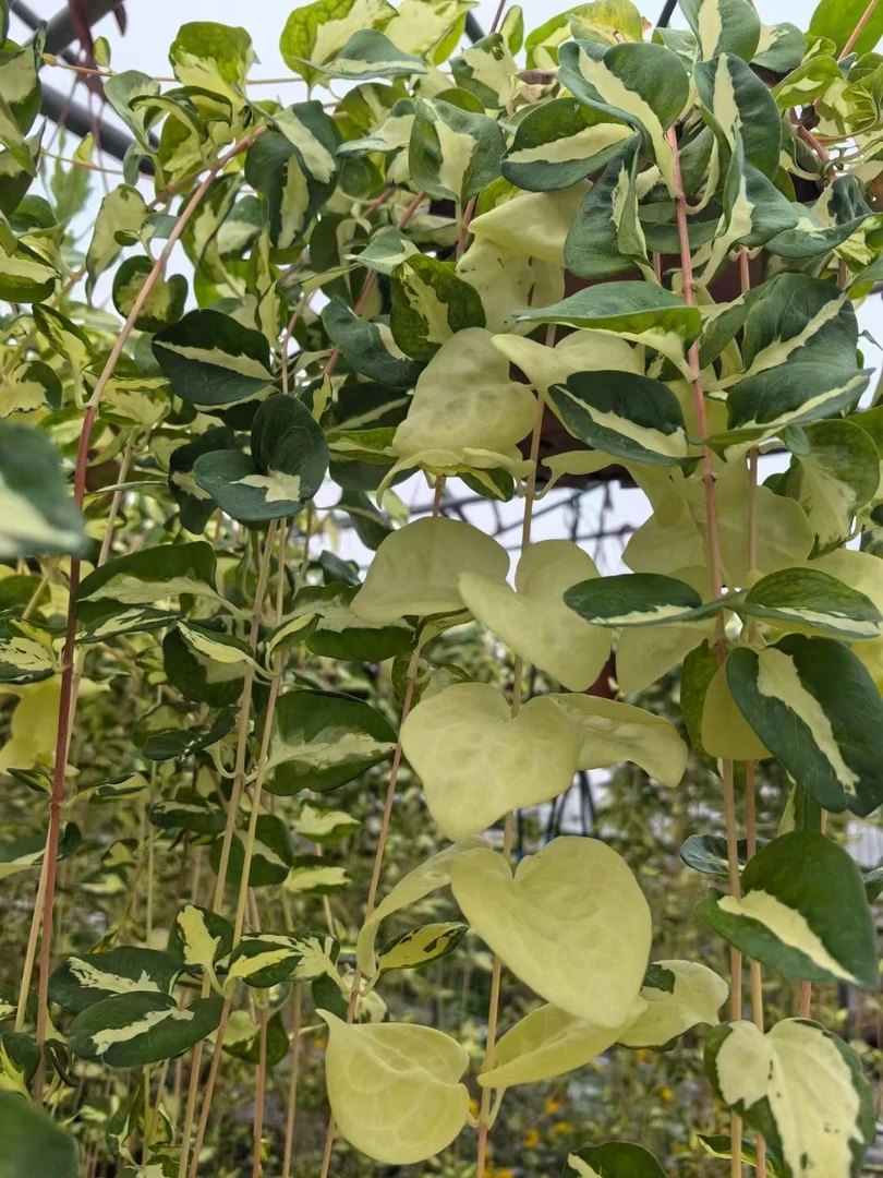 黄金花叶蔓垂吊长藤净化空气喜光耐半阴观叶绿植盆栽