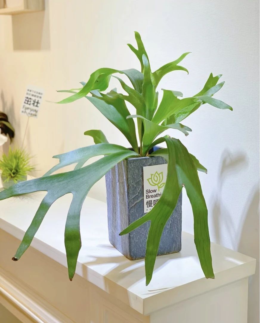 二岐鹿角蕨盆栽挂板定种植网红附生室内办公书房客厅观叶悬挂植物