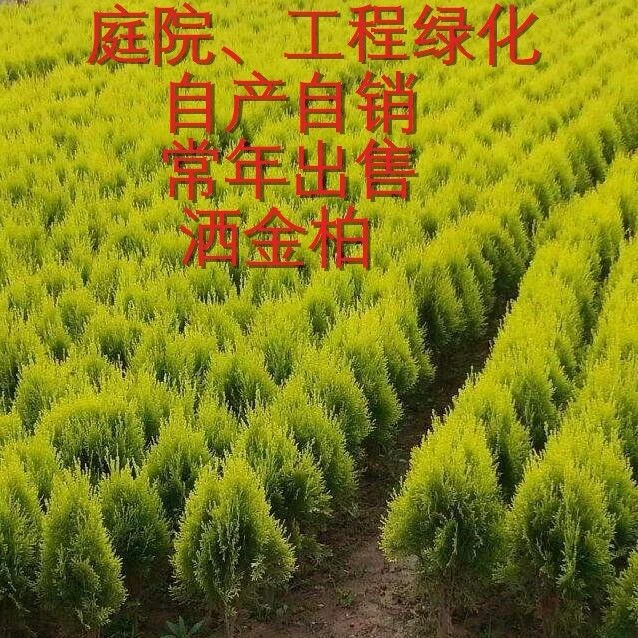 庭院苗木 洒金柏苗 盆栽洒金柏树 又名黄金柏 庭院道路绿化盆栽