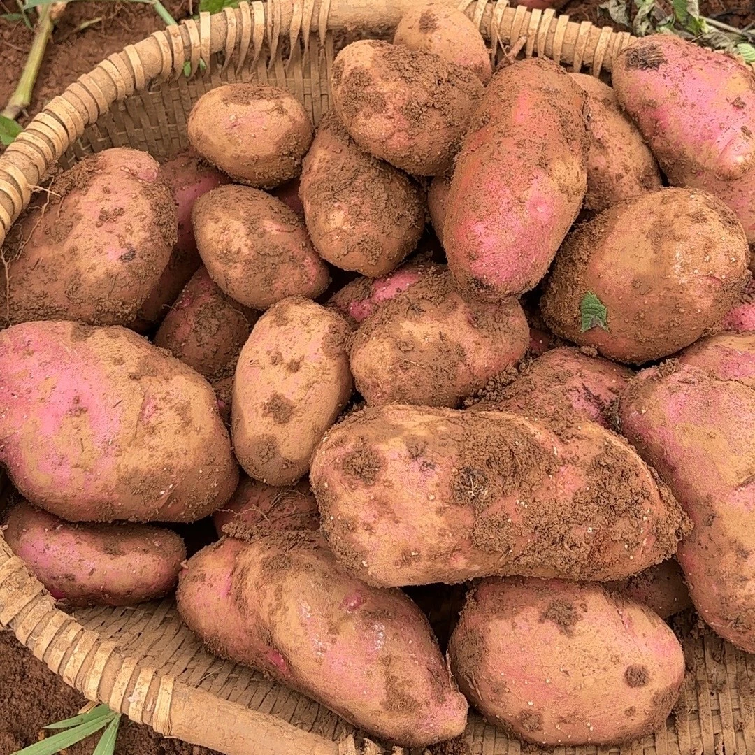 云南红皮土豆寻甸大洋芋青薯九号