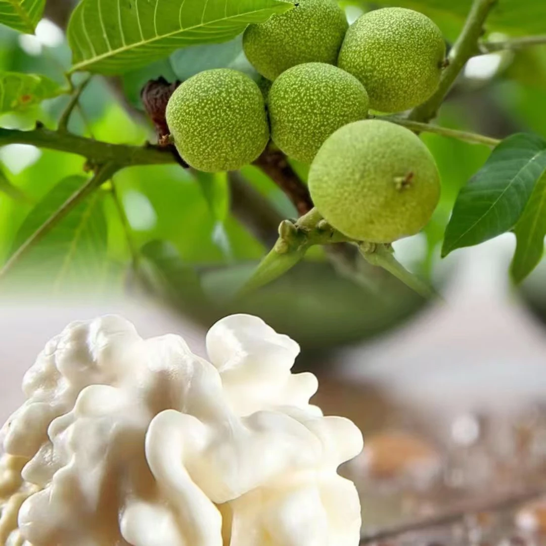 云南核桃云南特产新鲜核桃