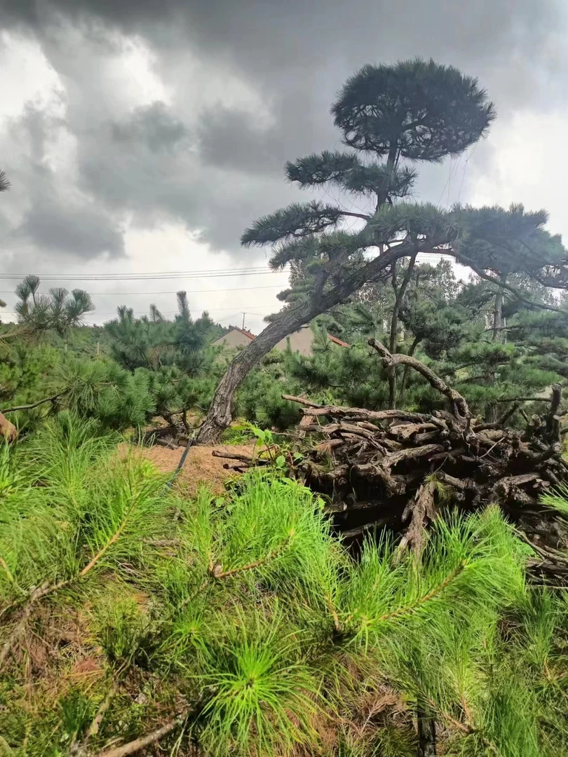 三禾庭院景观松松树 一物一拍