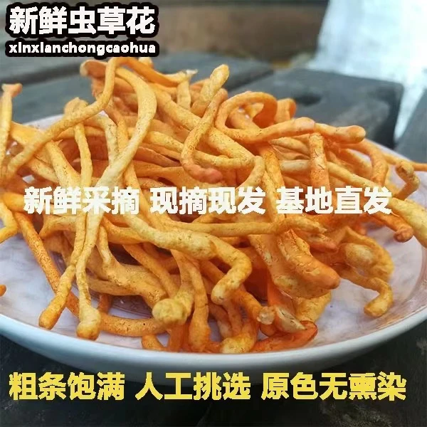 【顺丰冷链包邮】精选虫草花现摘现发原生态产地直发煲汤食材一箱