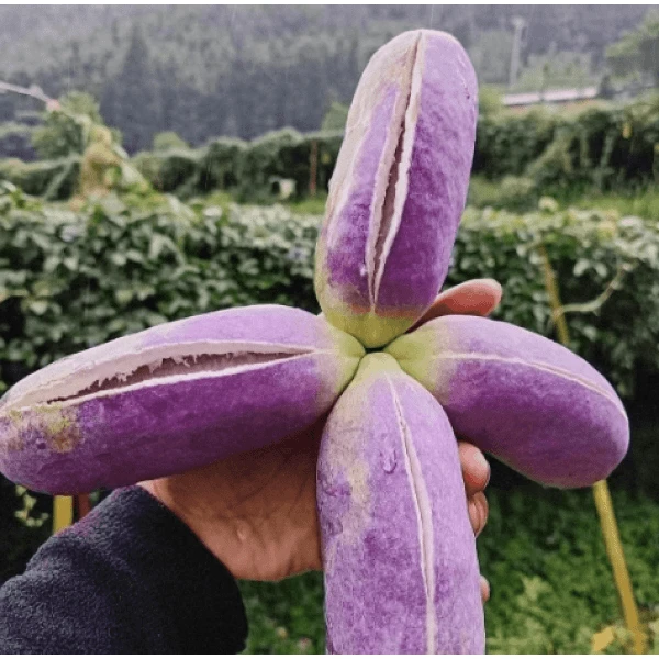 紫果八月瓜种子特色紫果栽地栽庭院四季种植蔬果种子