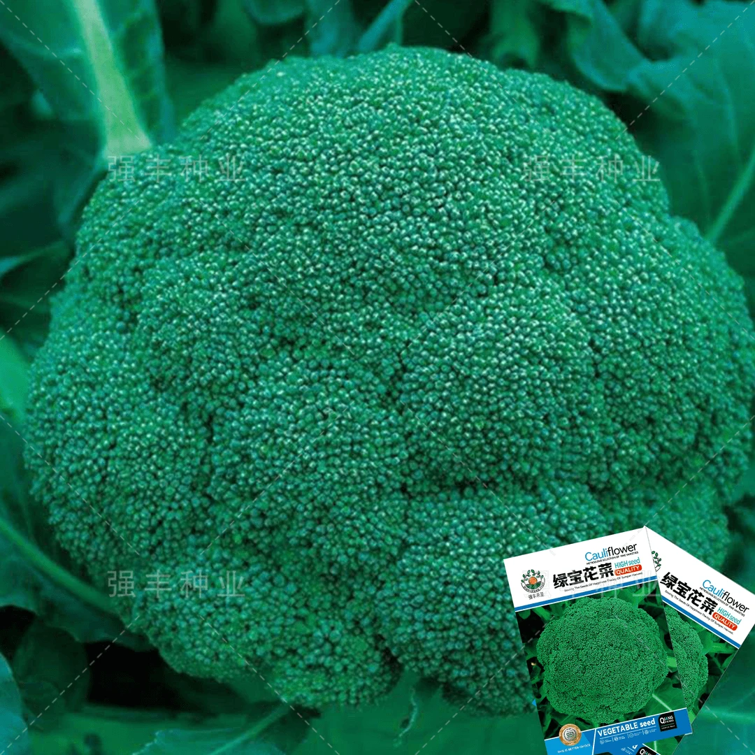 【今年新种】西兰花种子绿色花菜蔬菜种子花椰菜耐寒耐热花