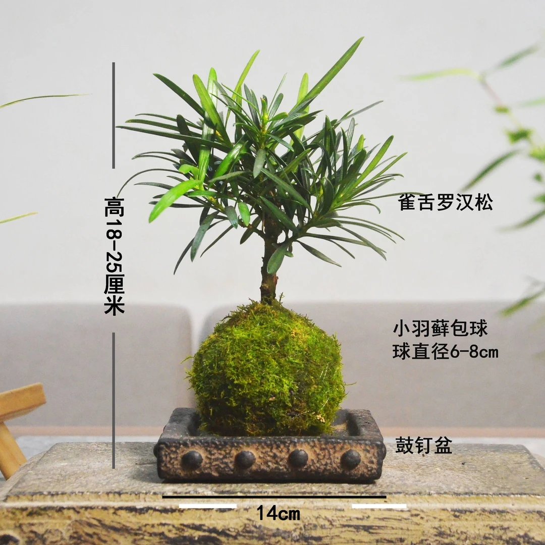 小叶雀舌老桩罗汉松苔玉苔藓球茶桌室内素雅水培易养盆景盆栽绿植