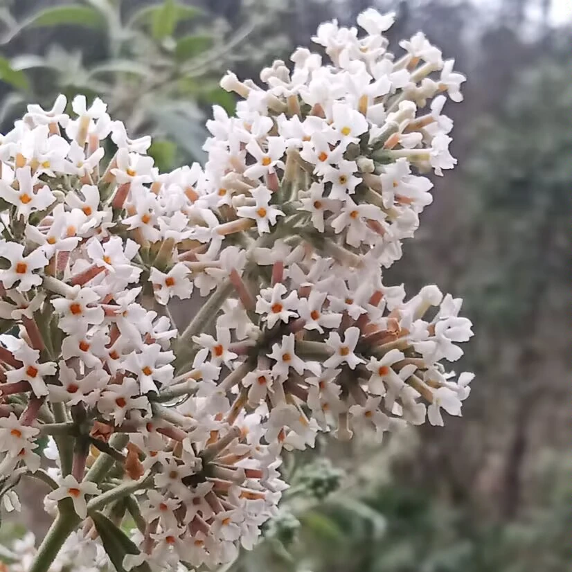 贵州野生染饭花密蒙花植物食用染料黄饭花黄色上市新鲜天然健康