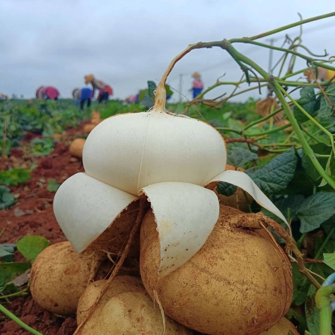 【贵州地萝卜】贵州凉薯地萝卜现挖新鲜脆嫩皮薄孕妇水果