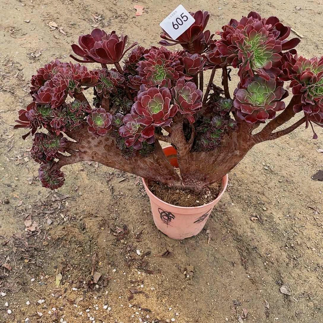 闻***人605欧紫法师缀化