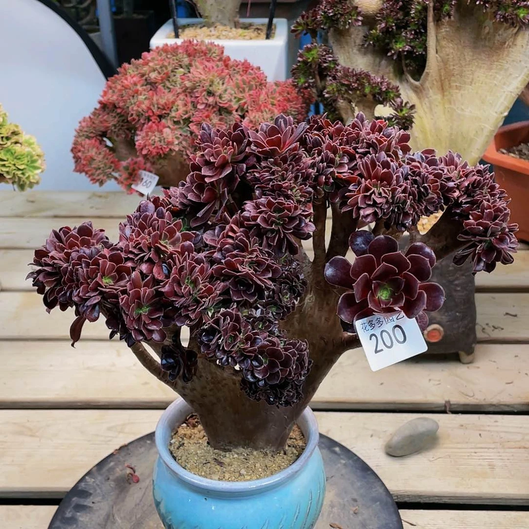 200号欧子法师缀化