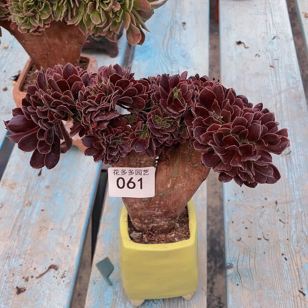 061号欧紫缀化有伤