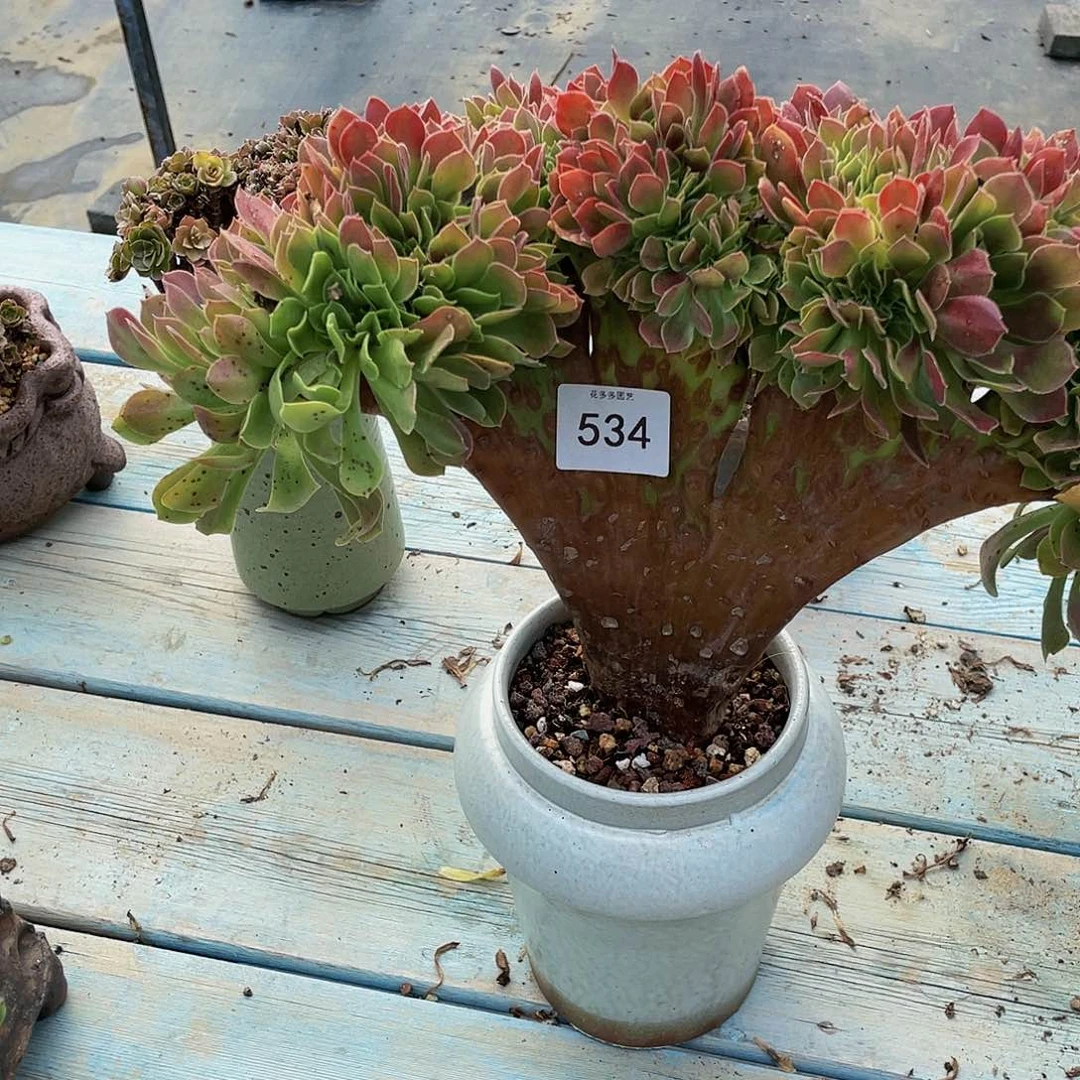 逆**英534玫瑰法师缀化