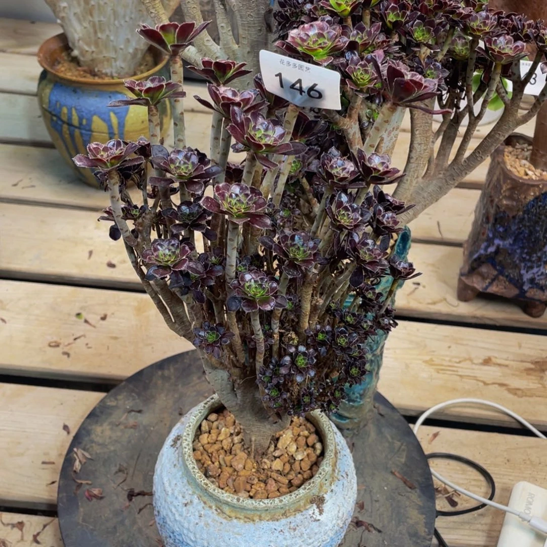 146号黑法师缀花朵朵微瑕