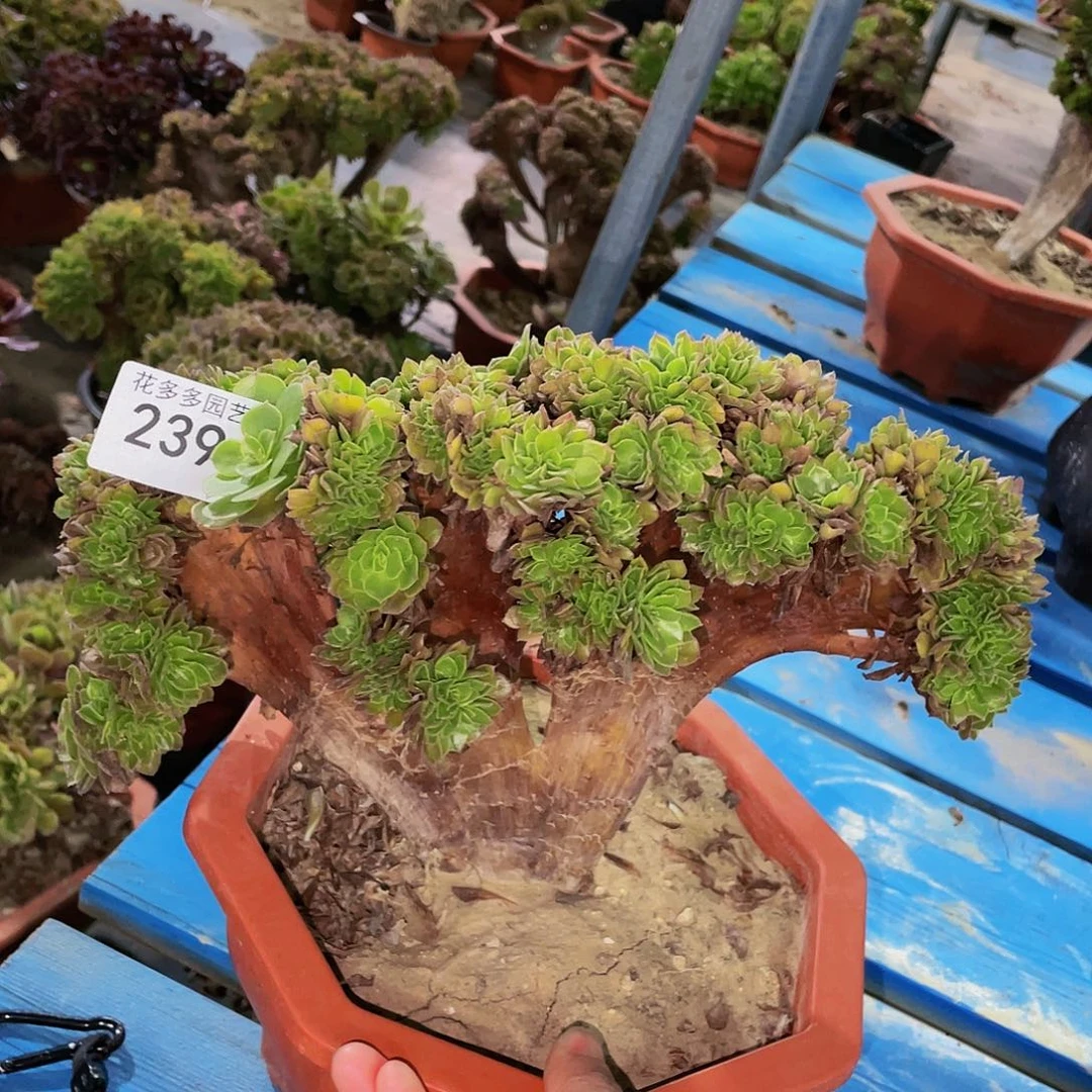 239号万圣节法师缀化