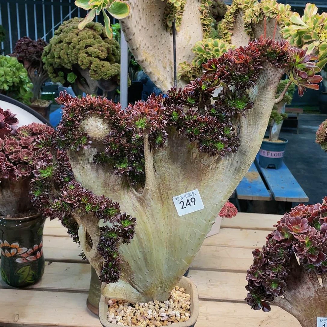 249号黑法师缀化有修