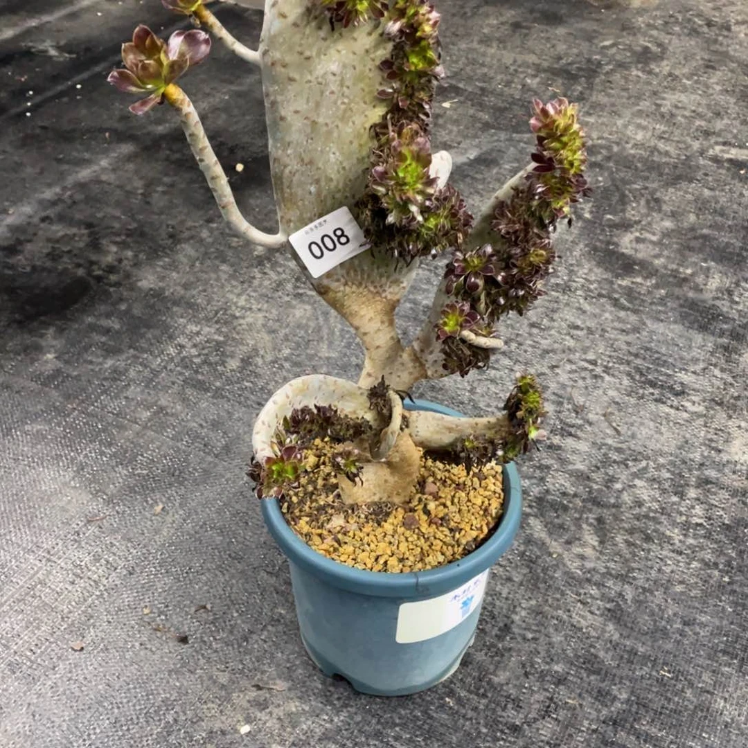 008号黑法师缀化微瑕