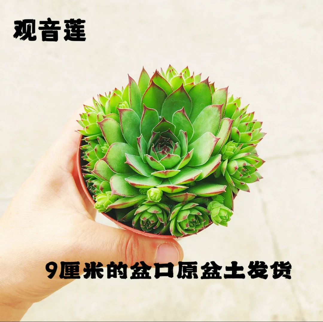 观音莲多肉植物阳台花卉