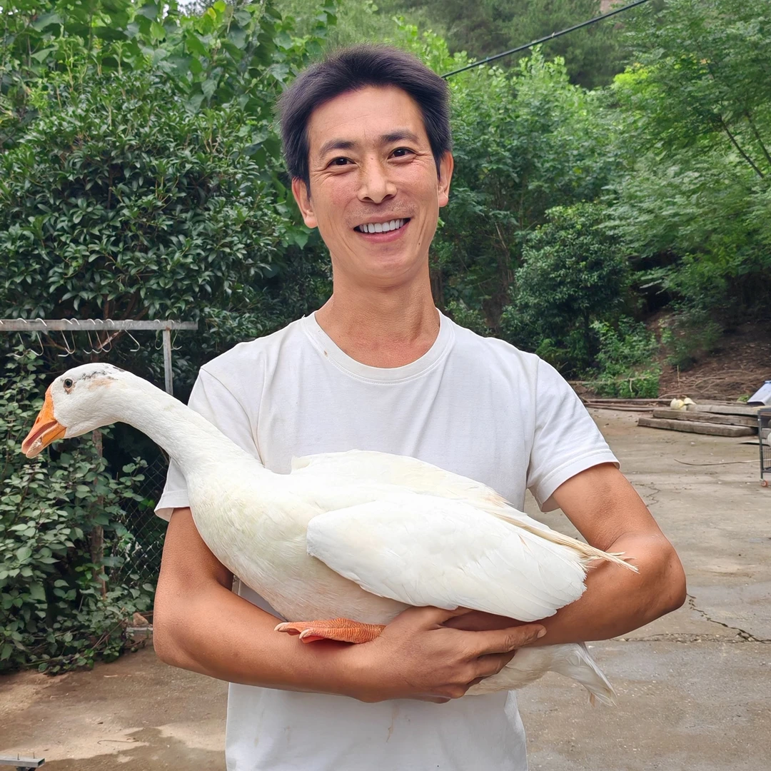 新鲜整只大鹅农家散养鹅肉生鲜铁锅炖大鹅东北大鹅土鹅