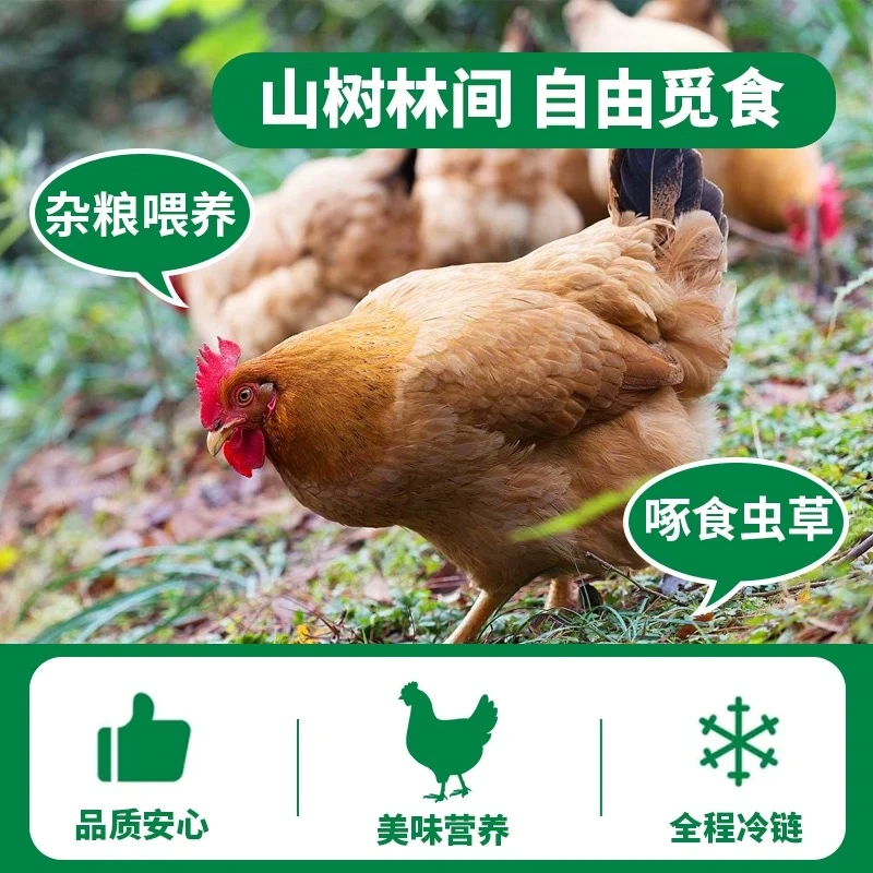 【黄油老母鸡煲汤】农家散养土鸡新鲜正宗纯粮喂养跑山鸡现杀现发
