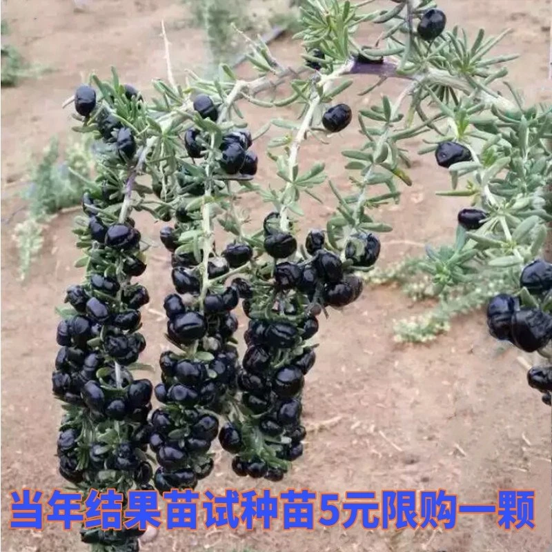黑枸杞苗盆栽地栽果树苗南方北方四季种植水果苗宁夏野生红枸杞树