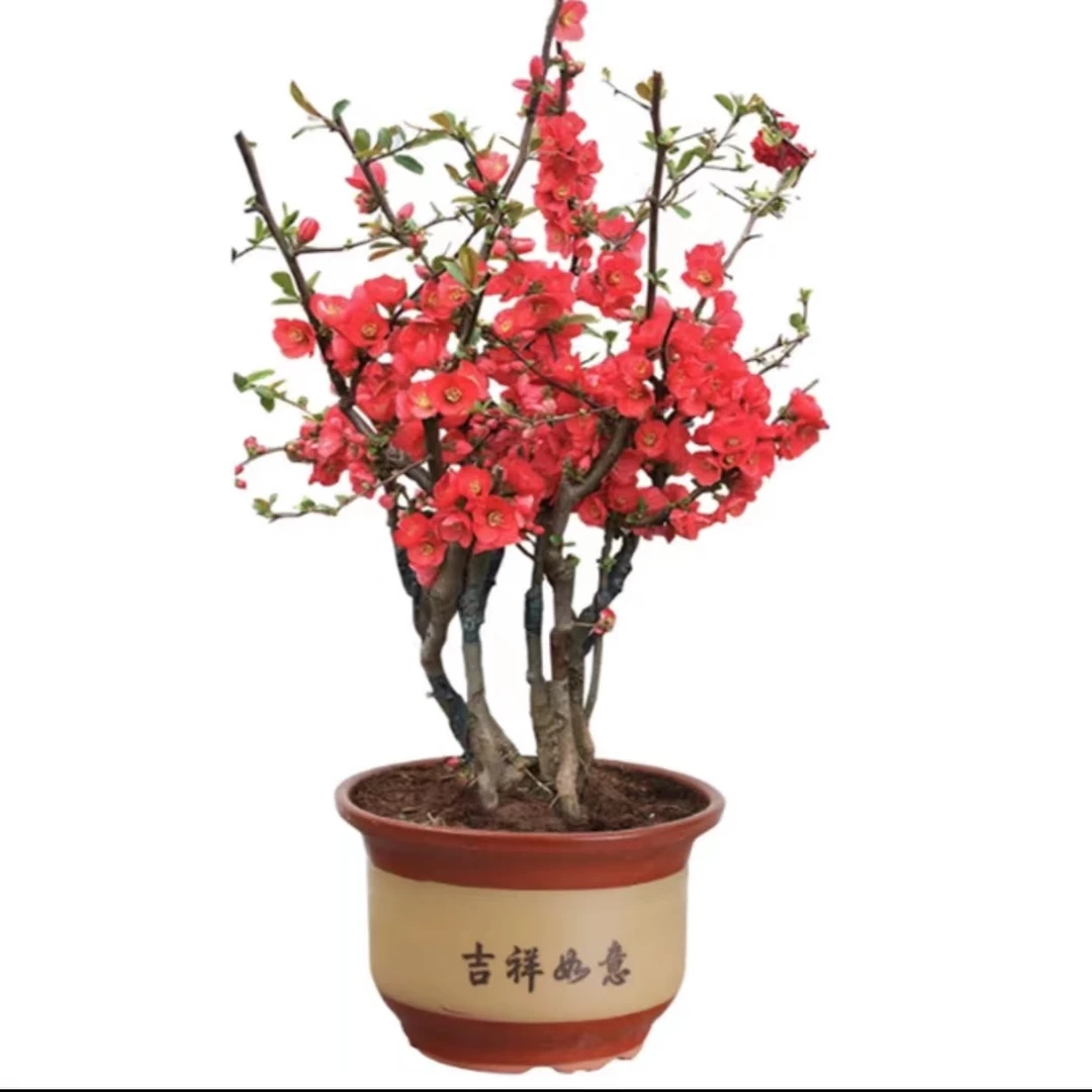 耐寒海棠花一物一拍