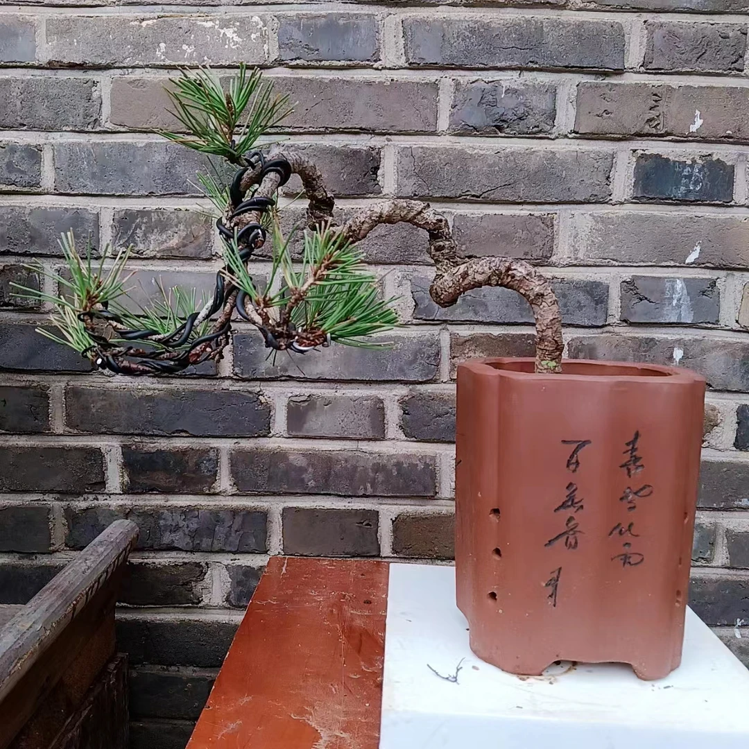 黑松 造型盆景 规格齐全 一物一拍