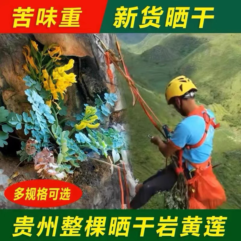 【专属链接】正品岩黄连 胡岩连 土黄连自然晒干100g泡水.