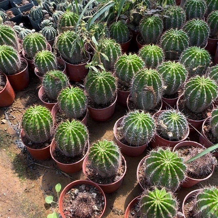 淮*萤火虫25一个的