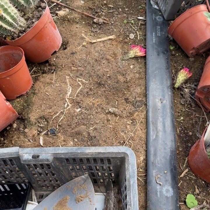 我****豆实生彩草侧牙10块的