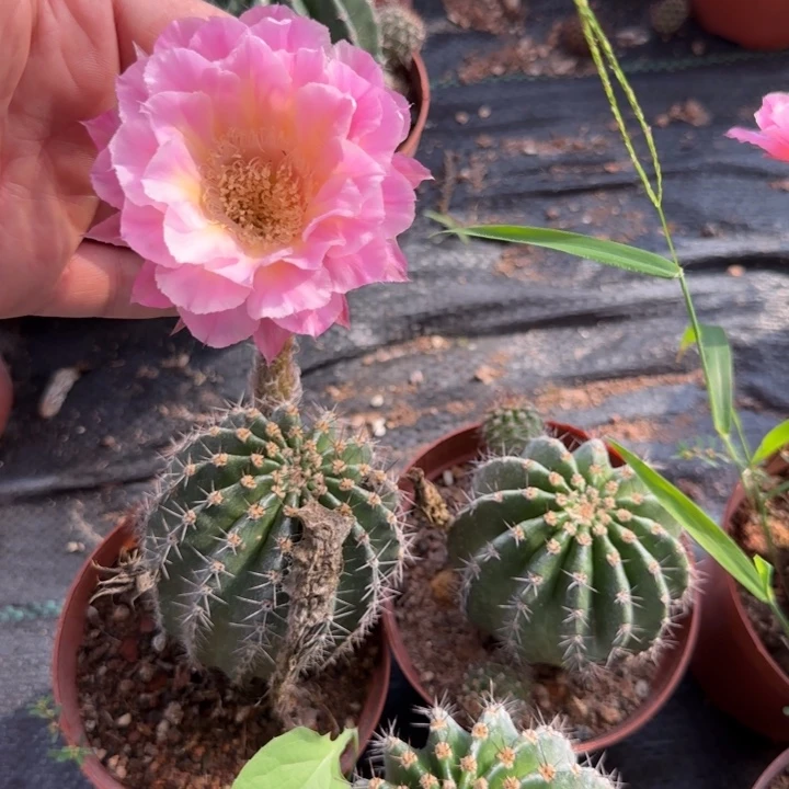 营火虫25一个的仙人球