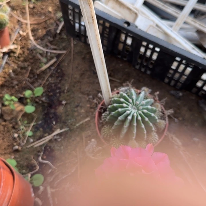 垚*C39西面北面实生彩草