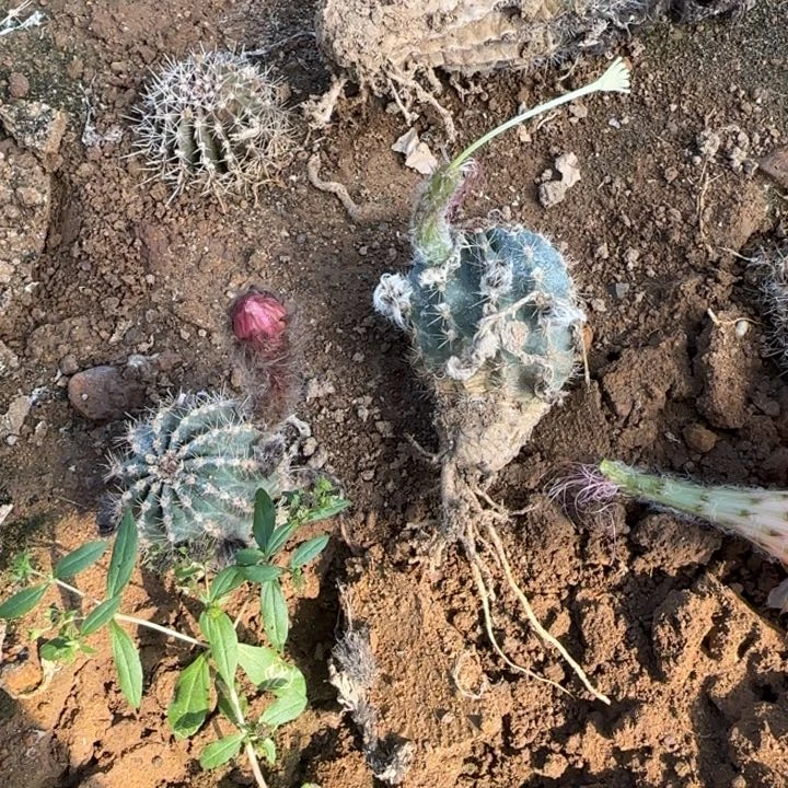 这*吧睡美人彩草10块