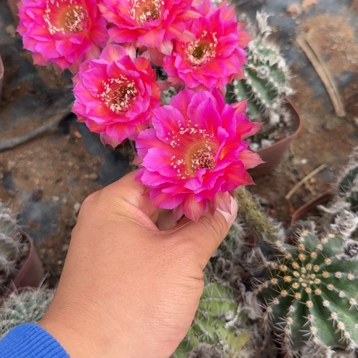 C73瑕疵球彩草仙人球