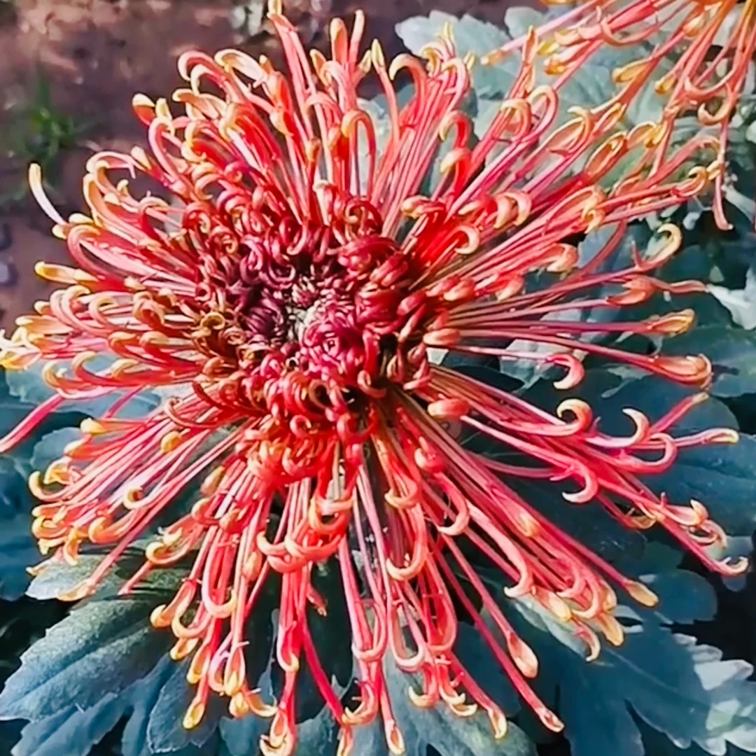 【山海·神话】   菊花盆栽菊花苗 开花大菊花带花苞好养