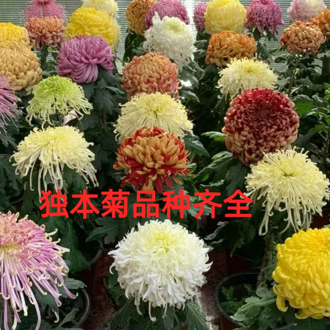 【独本菊花盆栽】带花苞国华大花九月菊四季好养花期长庭院开花