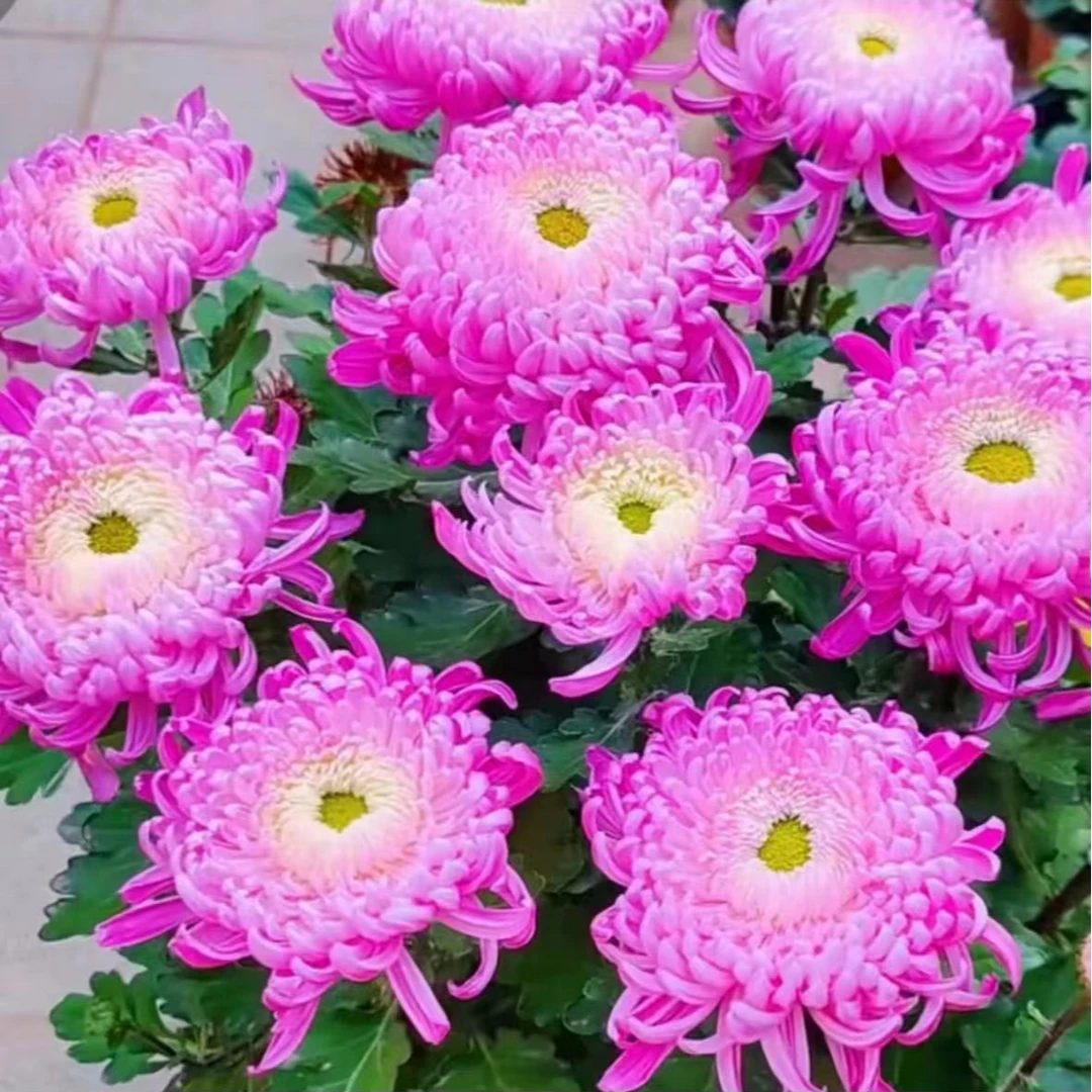 【洹水映月大颗】十大名菊菊花盆栽菊花苗耐寒植物开花大菊花带花苞