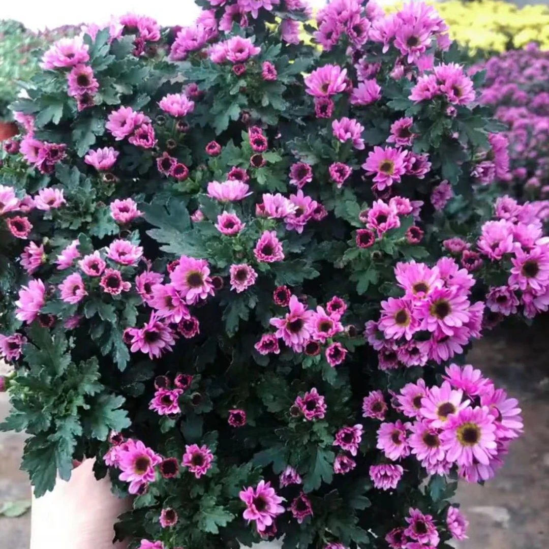【猫眼菊】盆栽球菊花苗阳台庭院爆花多年生耐热带花苞包邮