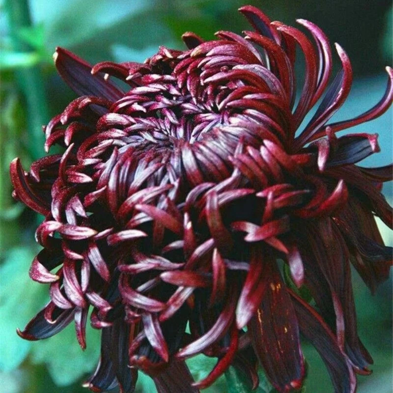 【墨菊大花】菊花盆栽菊花苗耐寒植物开花大菊花带花苞好养