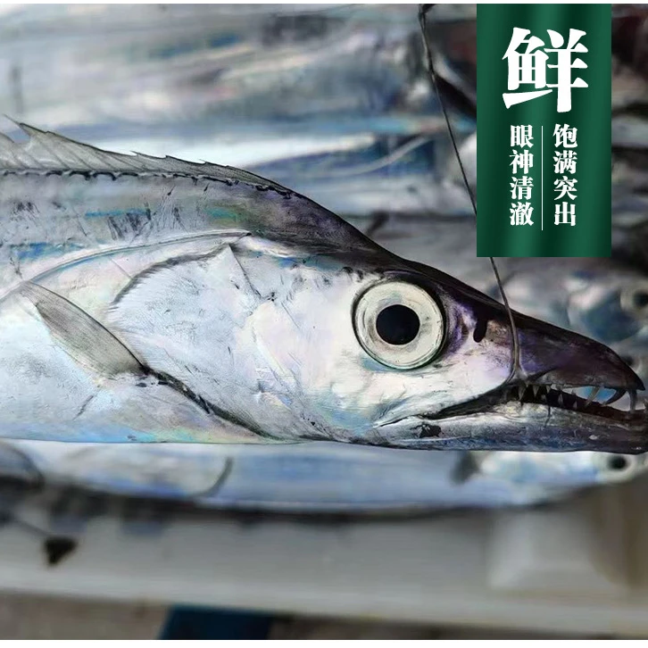 带鱼 大号 野生海捕 营养美味 煎炸十里香