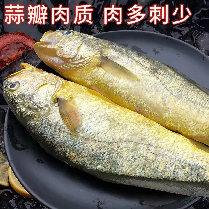 【精选】冰鲜生态黄鱼 鲜活速冻1斤*4条