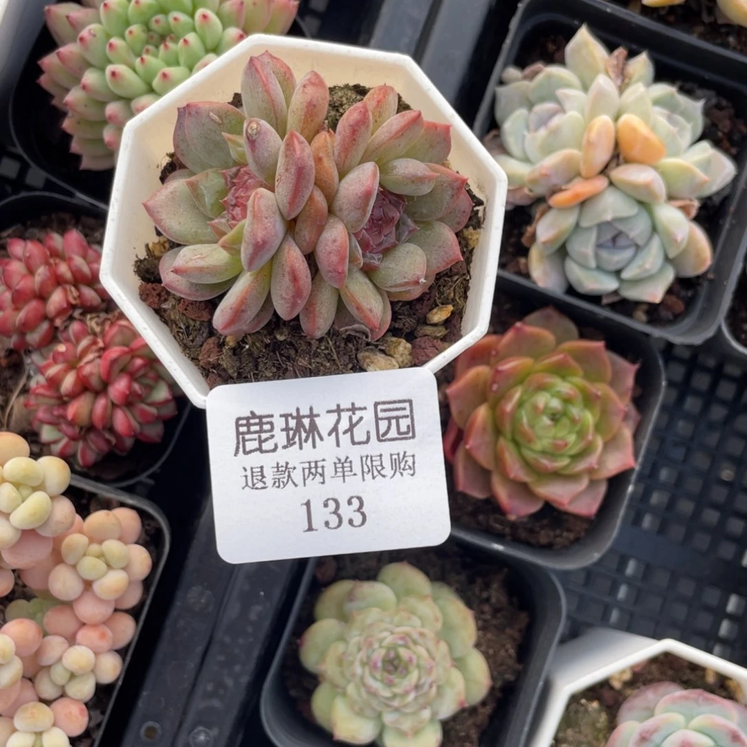133糖心一棵