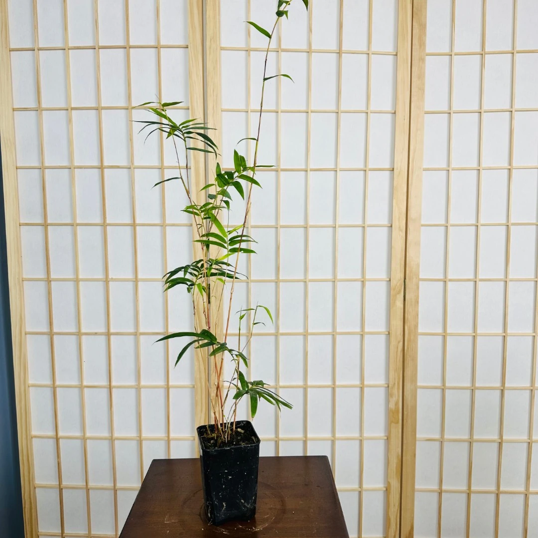 一物一拍室内观赏竹盆栽四季好养易活客厅茶桌办公桌绿植植物