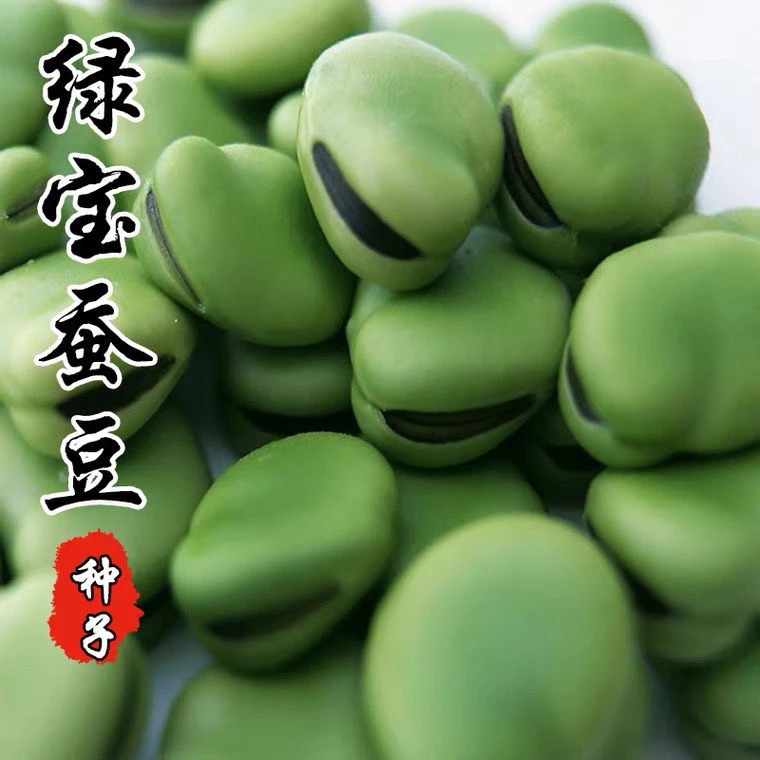 蔬菜新种绿宝蚕豆种子高产罗汉豆种籽春秋冬季播种耐寒胡豆种籽