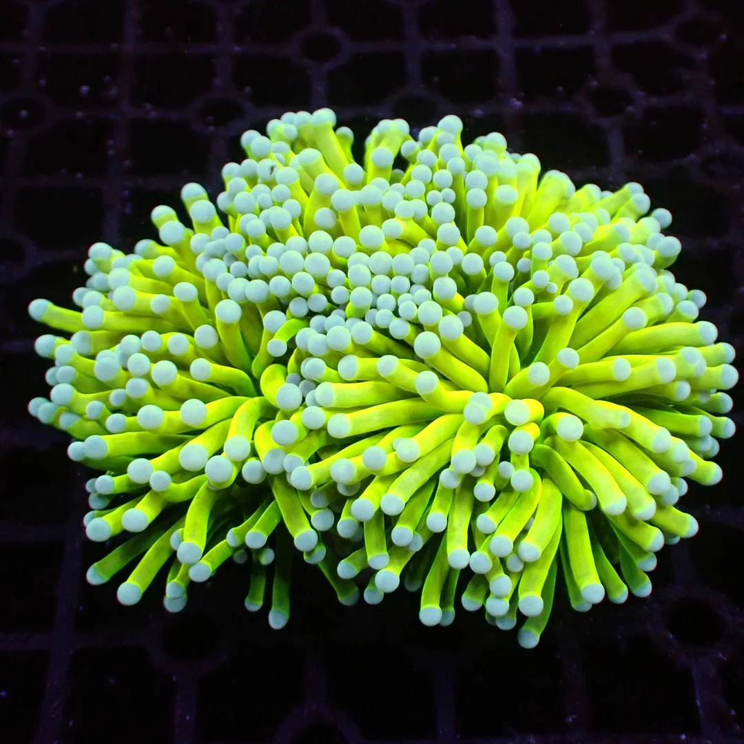 东帝汶圣杯四连头